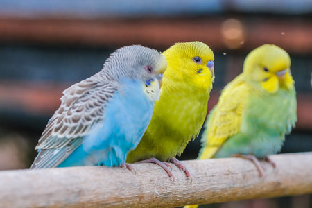 Cute colorful love bird family inside the cage having fun.の写真素材