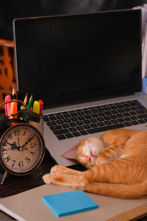 Orange cat asleep on the laptop keyboard with alarm clock , note and stationery on the desk