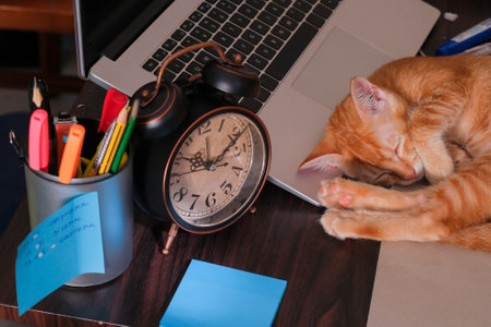 Orange cat asleep on the laptop keyboard with alarm clock , note and stationery on the deskの写真素材