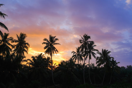 Exotic tropical palm tree landscape at sunset with cloudy sky. Highly detailed and editableの写真素材