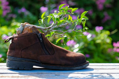 Wrightia antidysenterica or the coral swirl or tellicherry bark blooming on tree.の写真素材