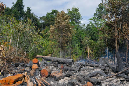 Illegal deforestation areas. Cutting down wood, burning wood and damaging the environment.の写真素材