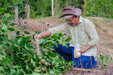 Farmer working in the garden. Farmer planting lime tree . Agricultural conceptの写真素材