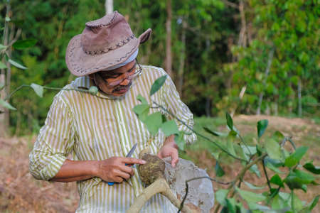 Farmer working in the garden. Farmer planting lime tree . Agricultural conceptの写真素材