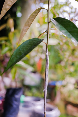 Gardener preparing durian tree branch for grafting with knife.