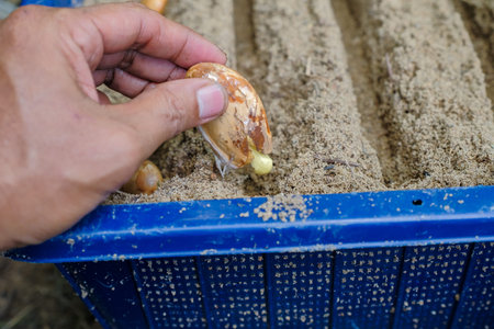 Seeds of durian, a famous fruit in South East Asia. A strong smell of fruits, that not everybody can...