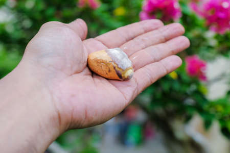 Seeds of durian, a famous fruit in South East Asia. A strong smell of fruits, that not everybody can handle.の写真素材