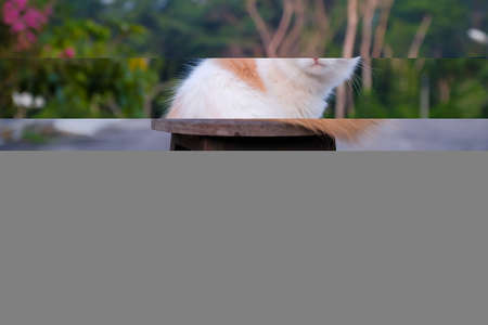 Red and White Domestic Cat resting on Deck Chairの写真素材