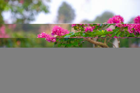 Beautiful baugainvillea pink flower plant for background and wallpaper