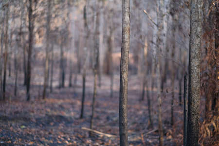 Burned trees in the forest after wildfire with dust and ashes,  issue of air pollution ecological damage.の写真素材