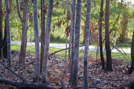 Burned trees in the forest after wildfire with dust and ashes,  issue of air pollution ecological damage.の写真素材