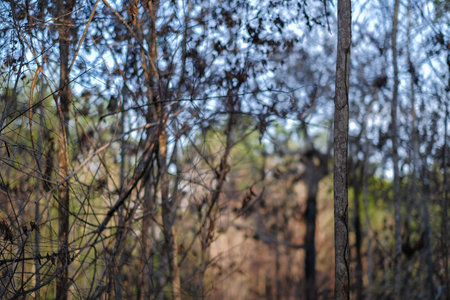 Burned trees in the forest after wildfire with dust and ashes,  issue of air pollution ecological...