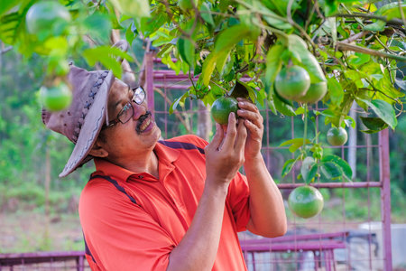 Gardener   touched the passion fruit  in the garden.