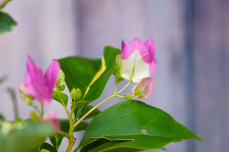 Blooming bougainvillea Bouquet on tree.Bougainvillea flowers as a background.Floral background.の写真素材