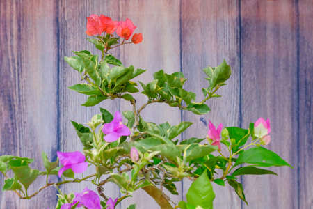 Blooming bougainvillea Bouquet on tree.Bougainvillea flowers as a background.Floral background.の写真素材