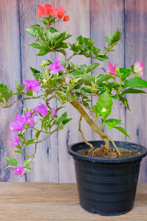 Blooming bougainvillea Bouquet on tree.Bougainvillea flowers as a background.Floral background.の写真素材