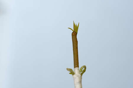 Durian grafting tree buds are 17 days oldの写真素材