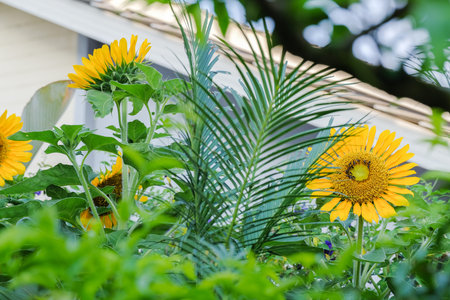 Sunflower with stingless bee in the garden.の写真素材