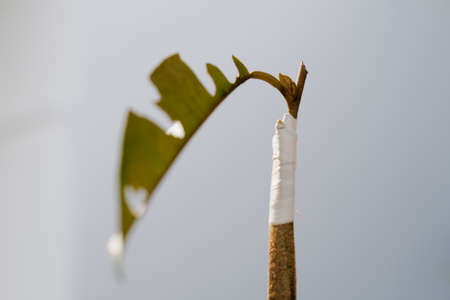 Durian grafting tree buds are 15 days oldの写真素材