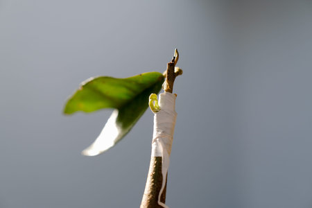 Durian grafting tree buds are 15 days old