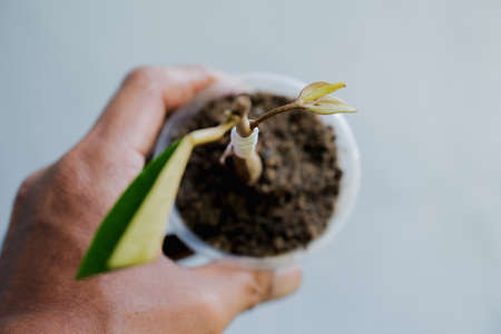 Durian grafting tree buds are 15 days oldの写真素材