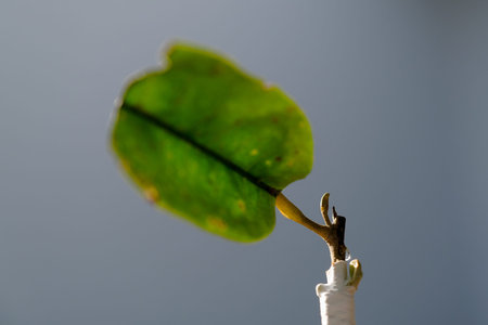 Durian grafting tree buds are 15 days old