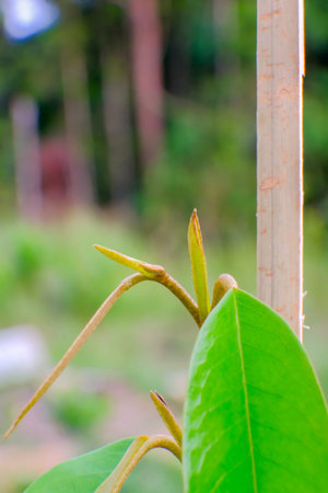 Close up shot of young baby durian tree in nursery