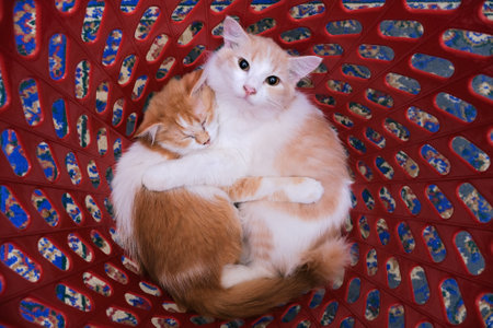Two cats sleeping in the basketの写真素材