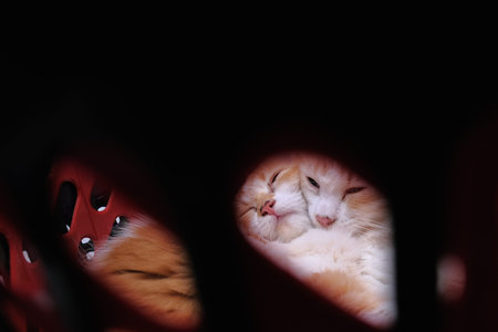 Two cats sleeping in the basketの写真素材