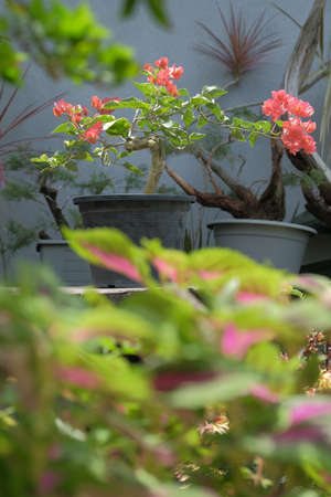 Beautiful bougainvilleas blooming outdoorsの写真素材