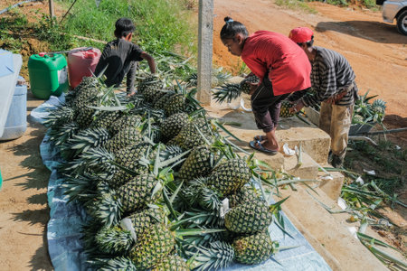 Muadzam Shah, Malaysia - September 30th, 2021 : Farmers  are harvesting pineapple fruit in the field.のeditorial素材