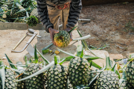 Muadzam Shah, Malaysia - September 30th, 2021 : Farmers  are harvesting pineapple fruit in the...