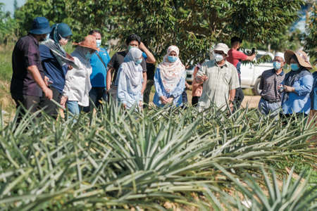 Muadzam Shah, Malaysia - October 6th, 2021 : Monitoring visit by agricultural officers from the biosecurity division at durian and pineapple orchards in Muadzam Shahのeditorial素材