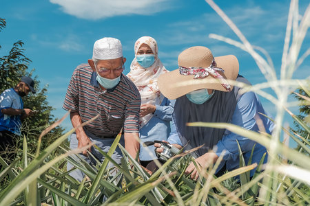 Muadzam Shah, Malaysia - October 6th, 2021 : Monitoring visit by agricultural officers from the...