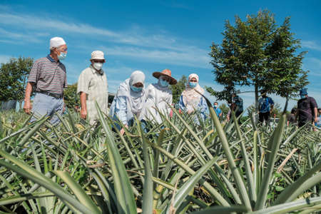 Muadzam Shah, Malaysia - October 6th, 2021 : Monitoring visit by agricultural officers from the biosecurity division at durian and pineapple orchards in Muadzam Shahのeditorial素材