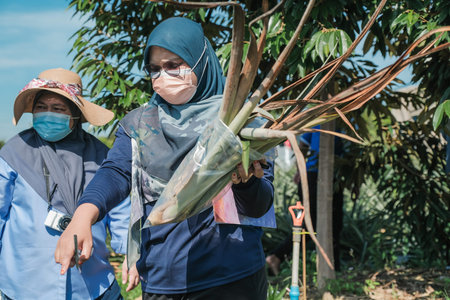 Muadzam Shah, Malaysia - October 6th, 2021 : Monitoring visit by agricultural officers from the biosecurity division at durian and pineapple orchards in Muadzam Shahのeditorial素材