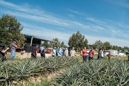 Muadzam Shah, Malaysia - October 6th, 2021 : Monitoring visit by agricultural officers from the biosecurity division at durian and pineapple orchards in Muadzam Shahのeditorial素材
