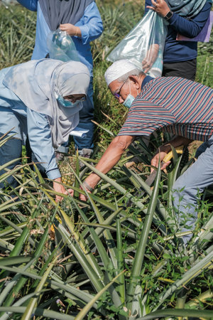Muadzam Shah, Malaysia - October 6th, 2021 : Monitoring visit by agricultural officers from the biosecurity division at durian and pineapple orchards in Muadzam Shahのeditorial素材