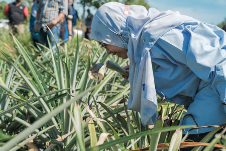 Muadzam Shah, Malaysia - October 6th, 2021 : Monitoring visit by agricultural officers from the biosecurity division at durian and pineapple orchards in Muadzam Shahのeditorial素材