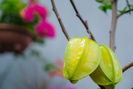 Star fruit ( carambola ) hanging on a treeの写真素材