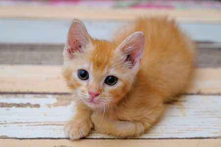 Cute red cat lying on the floor and looking at cameraの写真素材