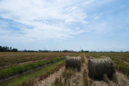 Hay or straw rolls in the paddy field. Harvest and farming conceptの写真素材