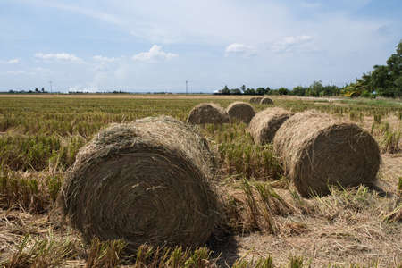 Hay or straw rolls in the paddy field. Harvest and farming conceptの写真素材