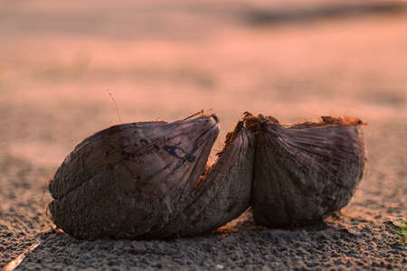 Homemade waffels with vanilla icecream.の写真素材