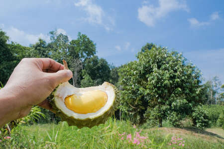 "Musang King " or King of Fruit From Malaysia. The hand holding durian peels, durian yellow meat and eat very fresh. Hand show the "Musang King" in farm nurseryの写真素材