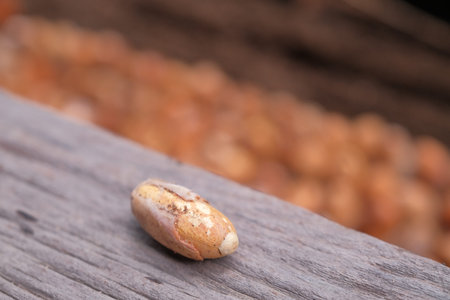Seeds of durian, a famous fruit in South East Asia. A strong smell of fruits, that not everybody can...