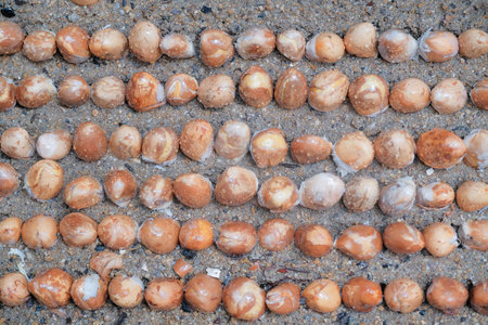 Seeds of durian, a famous fruit in South East Asia. A strong smell of fruits, that not everybody can...