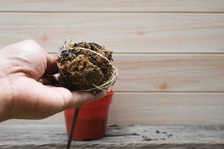 Man hands hold trowel with medium , repotting caladium, the houseplant pot transplant at home, Hobbies and leisure,の写真素材