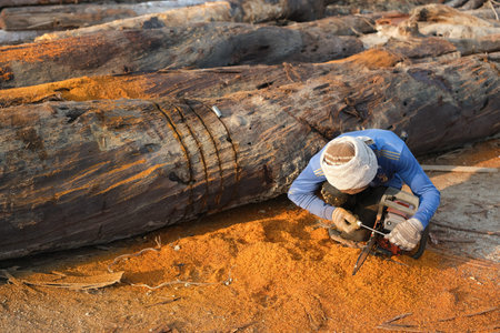 Kuantan, Malaysia - September 18th, 2022 : A lumberjack working without safely equipment protection ...