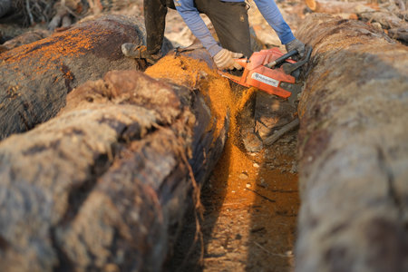 Kuantan, Malaysia - September 18th, 2022 : A lumberjack working without safely equipment protection  in Kuantan.のeditorial素材